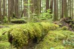 PICTURES/Sol Duc - Ancient Groves/t_Moss Log5.JPG